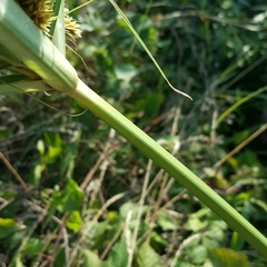 Cyperus glomeratus