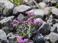 Dianthus shinanensis