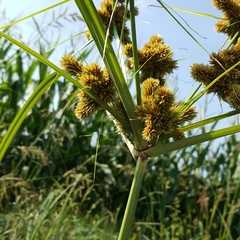 Cyperus glomeratus
