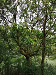 Trochodendron aralioides
