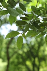 Cryptocarya concinna