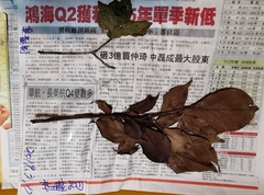 Trochodendron aralioides