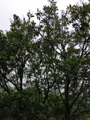 Trochodendron aralioides