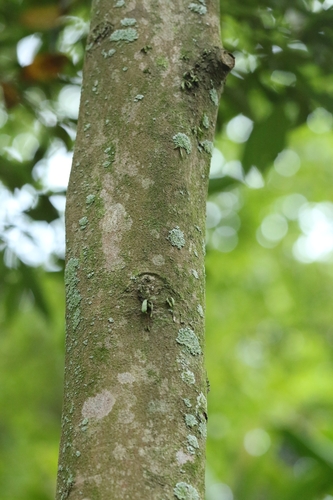 Cryptocarya concinna, photograph 2