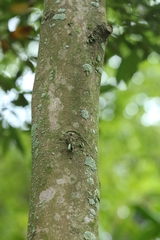 Cryptocarya concinna, photograph author not stated, no rights reserved