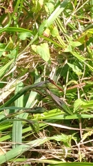 Sympetrum sanguineum