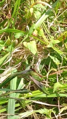 Sympetrum sanguineum