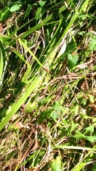 Sympetrum sanguineum