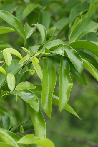 Kwangtung rehdertree (Rehderodendron kwangtungense)