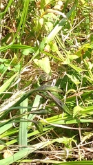 Sympetrum sanguineum
