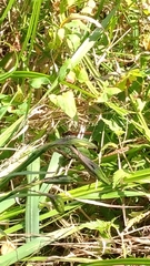 Sympetrum sanguineum