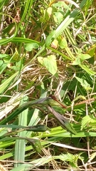 Sympetrum sanguineum