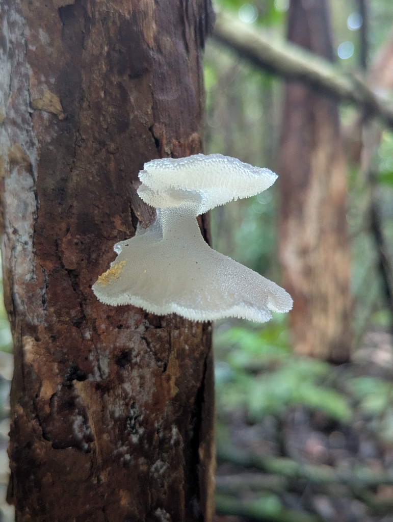 Pseudohydnum gelatinosum · May 2025 · photo: © catherine_jane (iNaturalist, cc-by)