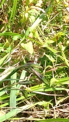 Sympetrum sanguineum