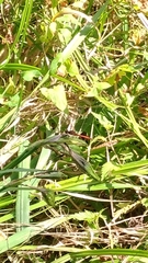 Sympetrum sanguineum