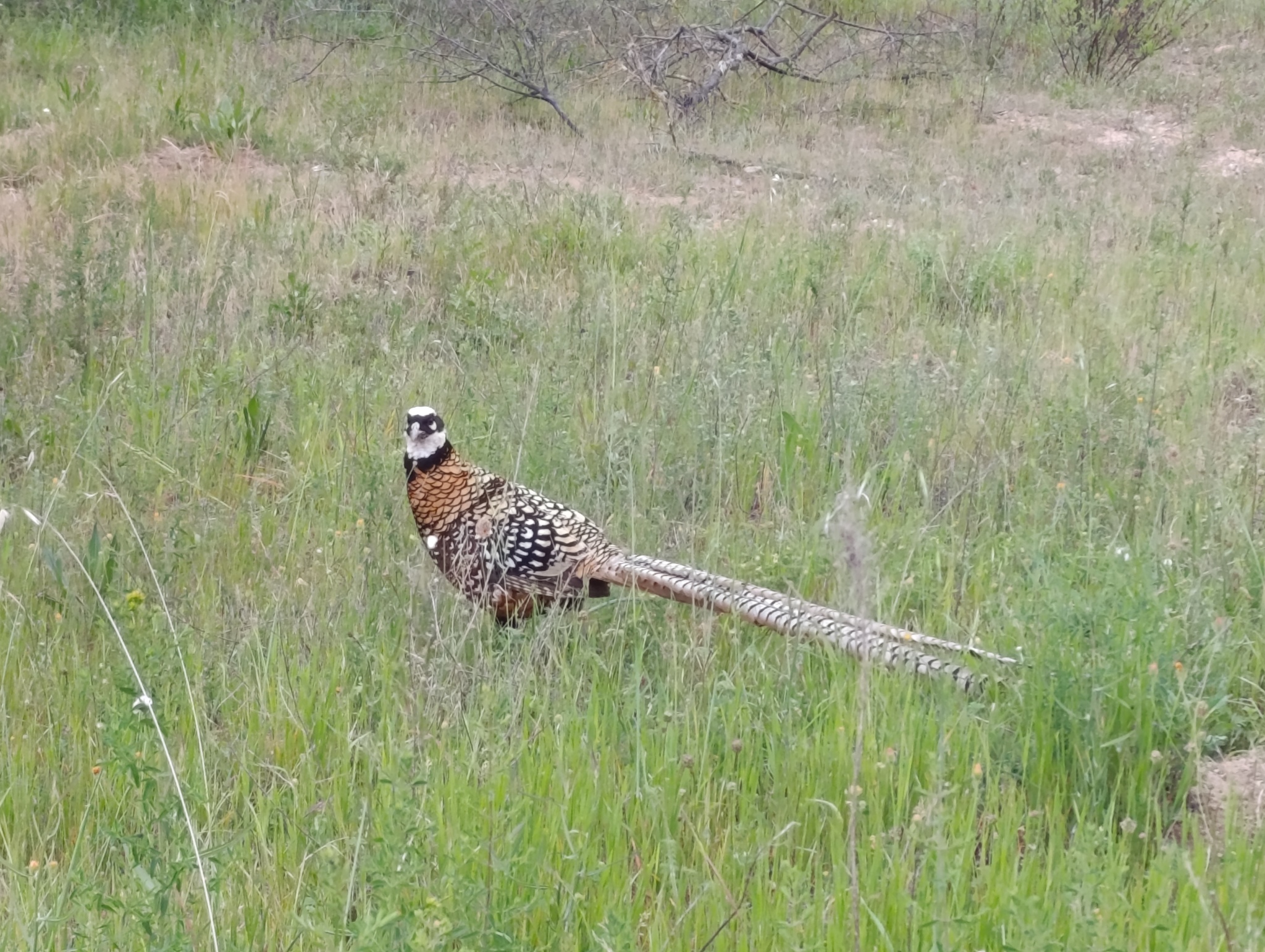 Reeves's Pheasant