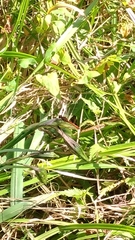 Sympetrum sanguineum