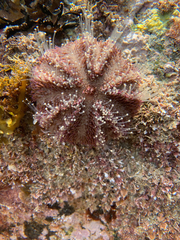 Amblypneustes elevatus