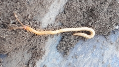 Geophilus flavus