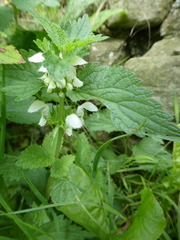 Lamium album