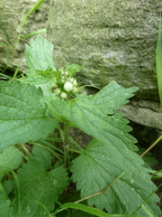Lamium album