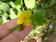 Chelidonium majus