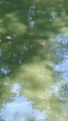 Sympetrum sanguineum