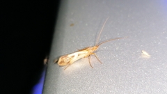 Limnephilus rhombicus