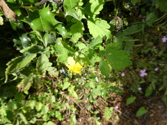 Chelidonium majus