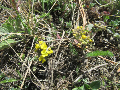 Image of Odontarrhena obovata by no rights reserved