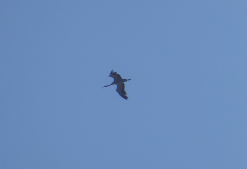 Common Crane, Breskens, Netherlands, photo 10 of 10