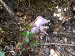 Rhodothamnus chamaecistus