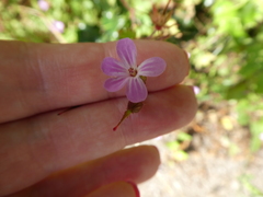 Geranium robertianum