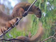 Callosciurus pygerythrus