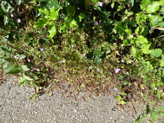 Geranium robertianum