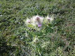 Cirsium obvallatum
