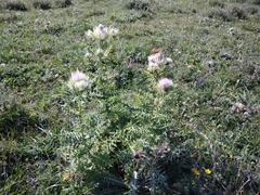 Cirsium obvallatum