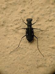 Cicindela flavomaculata