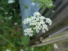 Apiaceae