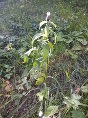 Centaurea phrygia abbreviata