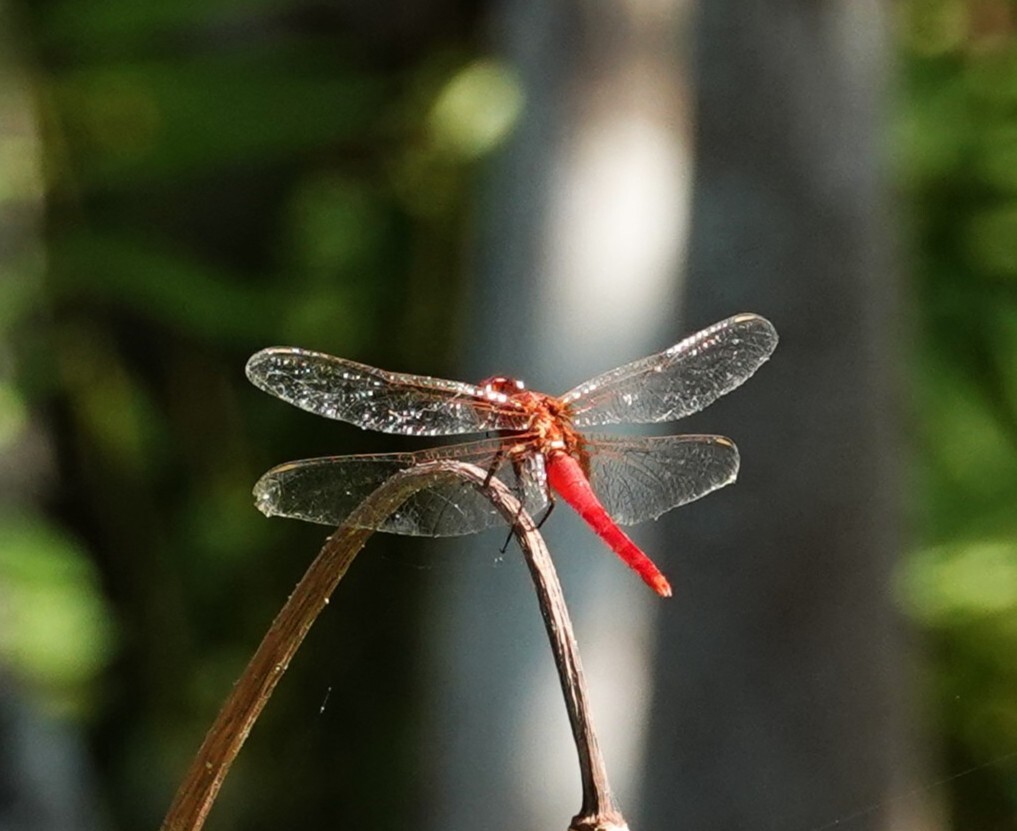 Rufous Marsh Glider