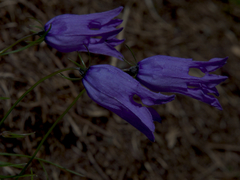 Campanula excisa