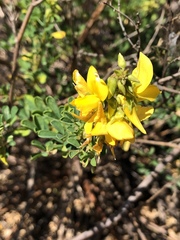 Crotalaria medicaginea