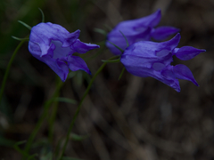 Campanula excisa