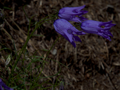 Campanula excisa