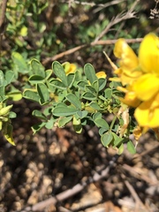 Crotalaria medicaginea