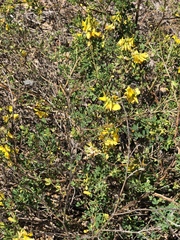 Crotalaria medicaginea