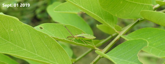 Homoeocerus dilatatus