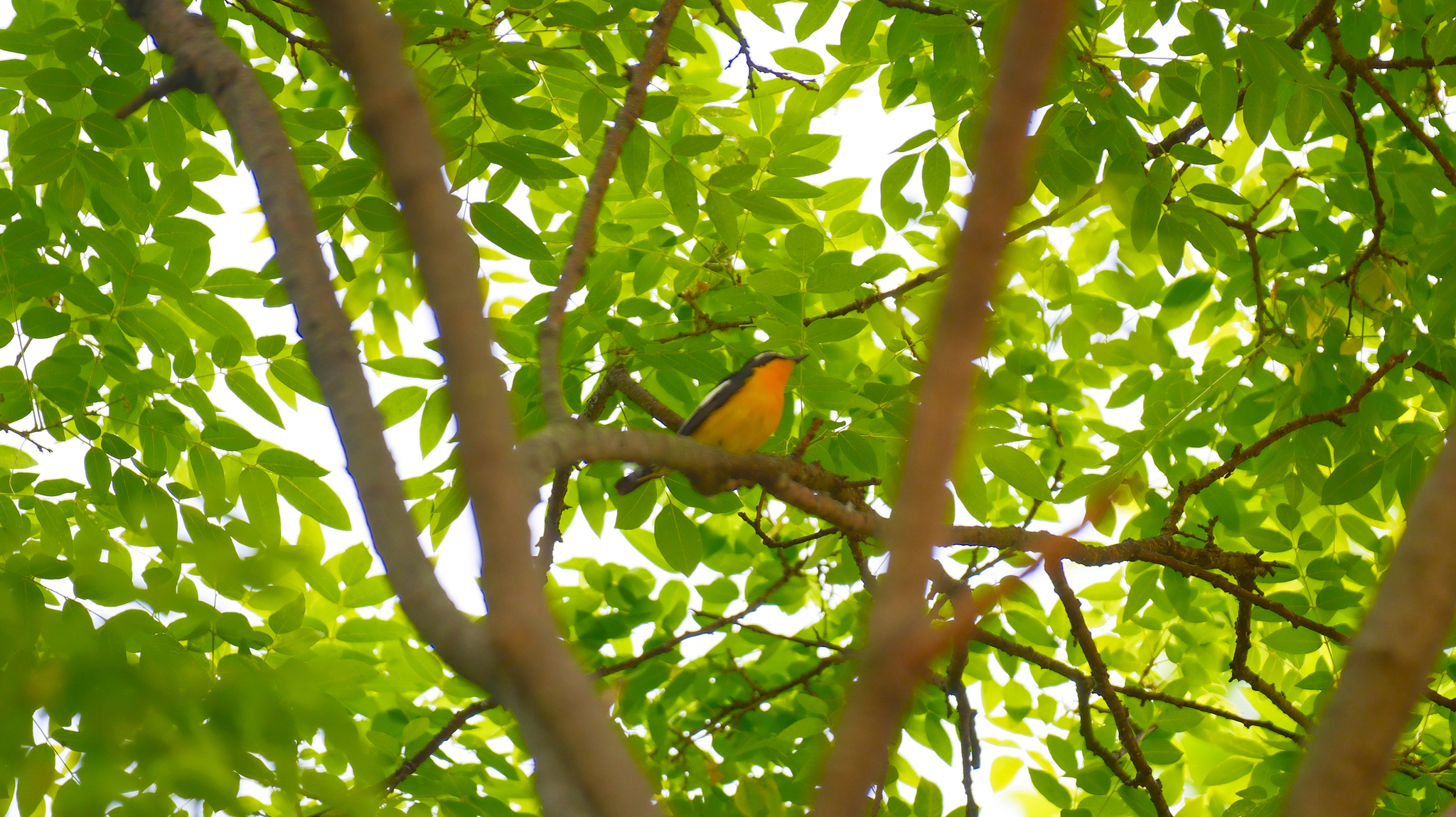 Yellow-rumped Flycatcher