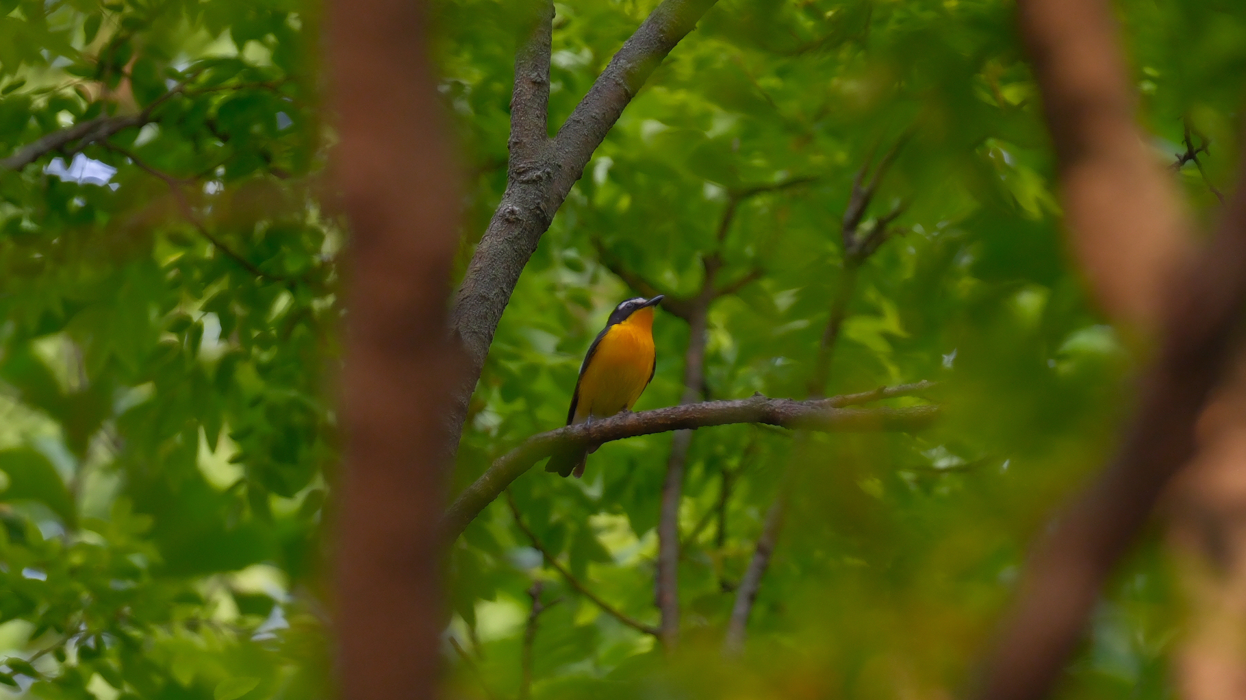 Yellow-rumped Flycatcher
